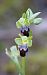 Ophrys forestieri  - Ralph Graeser