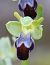 Ophrys forestieri  - Ralph Graeser