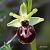 Ophrys arachnitiformis © Pau Barnés