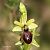 Ophrys arachnitiformis © Pau Barnés