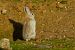 Conill, conill de bosc (Oryctolagus cuniculus) © Joaquim Bonfill