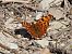 Papallona de la c blanca (Polygonia c-album) © Josep Escolà