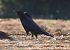 Cornella negra (Corvus corone) © Eulàlia Maspons