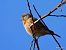 Passerell comú (Linaria cannabina) © Autor ocult