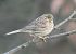 Verderola (Emberiza citrinella) © Artur Morales Mombiela