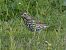 Tord comú (Turdus philomelos) © Andrew Clarke