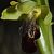 Ophrys forestieri © Carles Miñarro