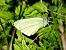 Blanqueta de la col (Pieris rapae) © Josep M. Palau Garrabou