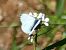 Blanqueta perfumada (Pieris napi) © Josep M. Palau Garrabou