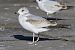 Gavina cendrosa  - Camilo Albert Fernández