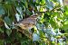 Tord ala-roig (Turdus iliacus) © Roser Garcia Peñalvert