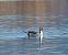Northern Pintail - Miguel Jodas Gomis