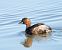 Little Grebe - Miguel Jodas Gomis