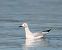 Gavina capblanca (Chroicocephalus genei) © Miguel Jodas Gomis