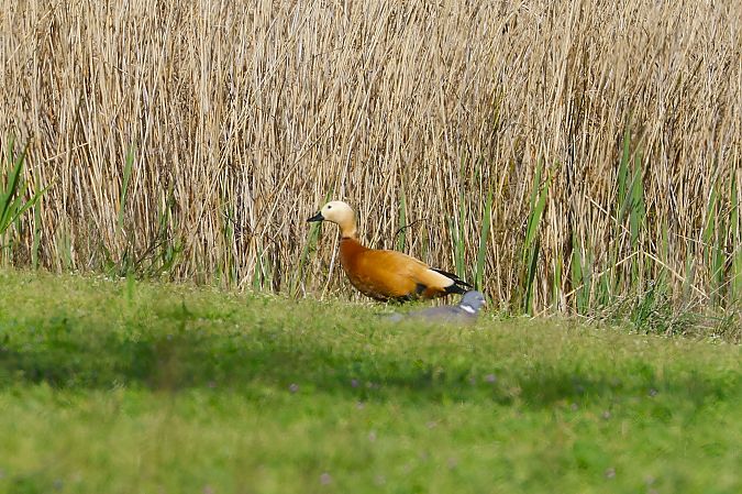 Ànec canyella  - Pere Plans