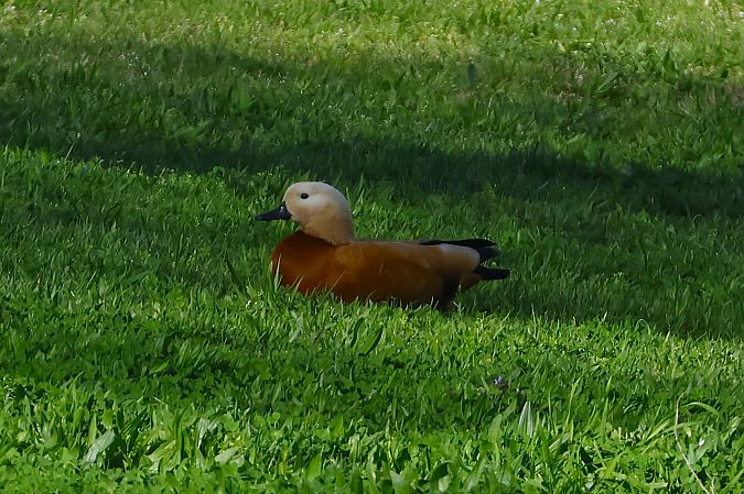 Ànec canyella  - Pere Plans