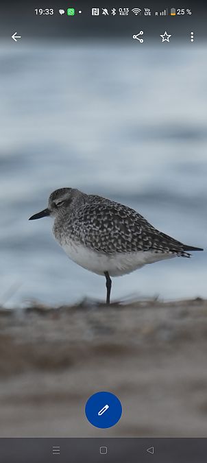 Pigre gris  - Van Den Driessche Vincent