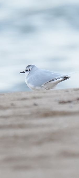 Gavina menuda  - Van Den Driessche Vincent