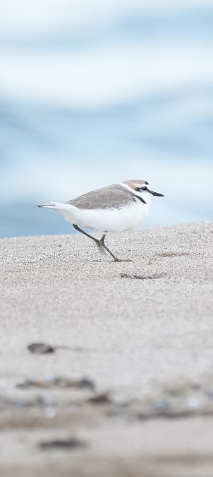 Corriol camanegre  - Van Den Driessche Vincent