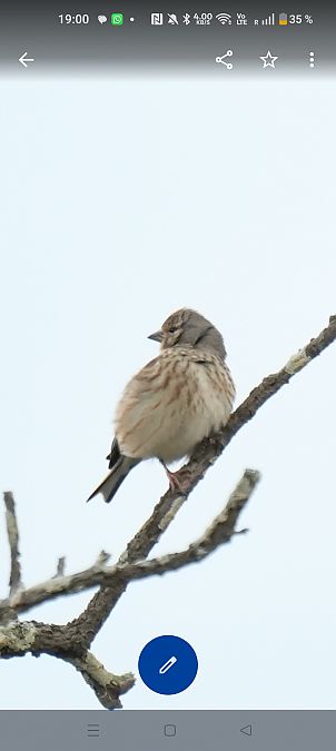 Passerell comú  - Van Den Driessche Vincent
