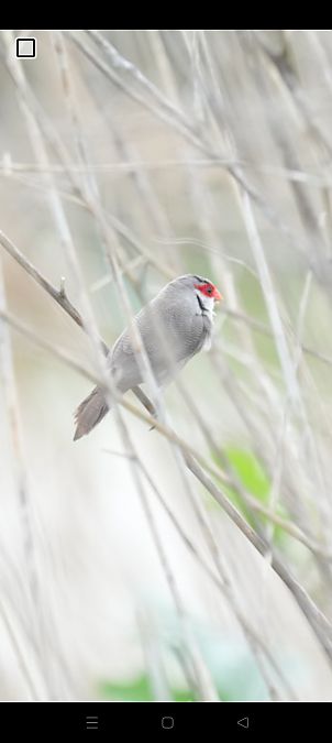 Bec de corall senegalès  - Van Den Driessche Vincent