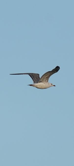 Gavià caspi  - Van Den Driessche Vincent