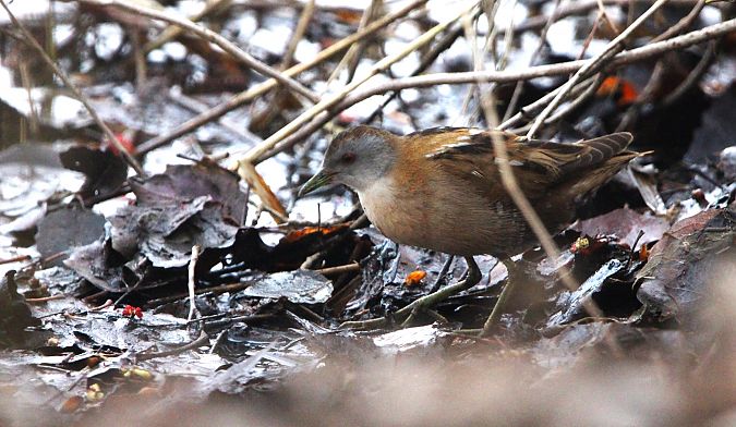 Rascletó  - Quim Minoves