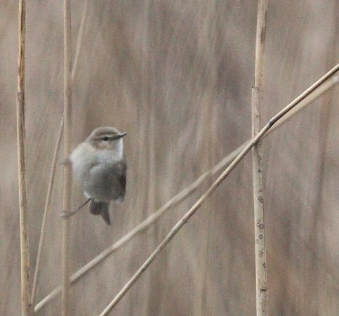 Mosquiter comú siberià  - Quim Minoves