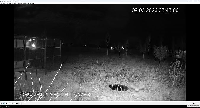 Mussol banyut  - Èric Capdevila Mezcua