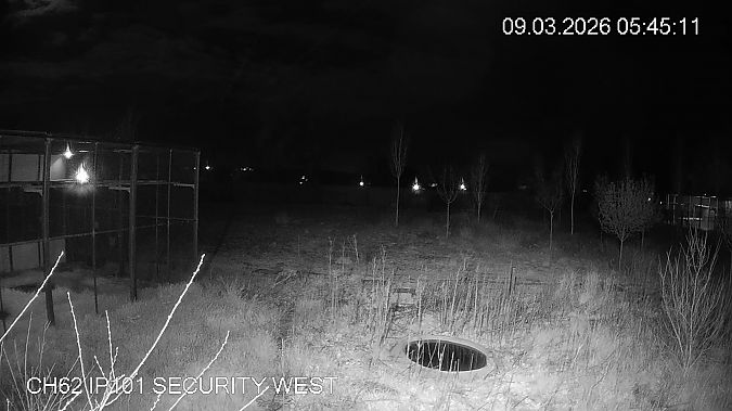 Mussol banyut  - Èric Capdevila Mezcua