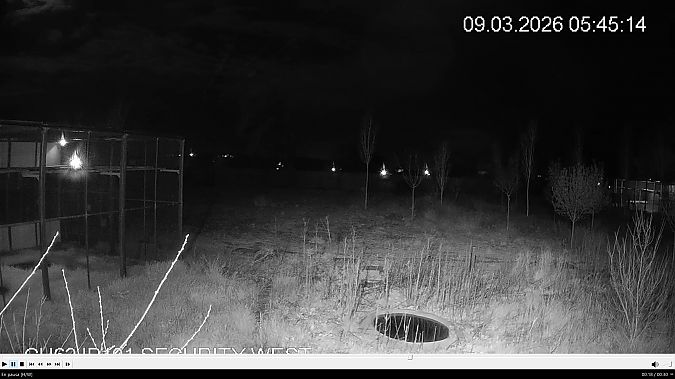 Mussol banyut  - Èric Capdevila Mezcua