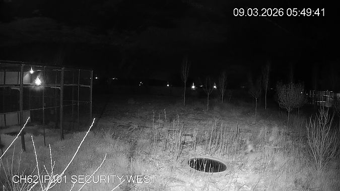 Mussol banyut  - Èric Capdevila Mezcua