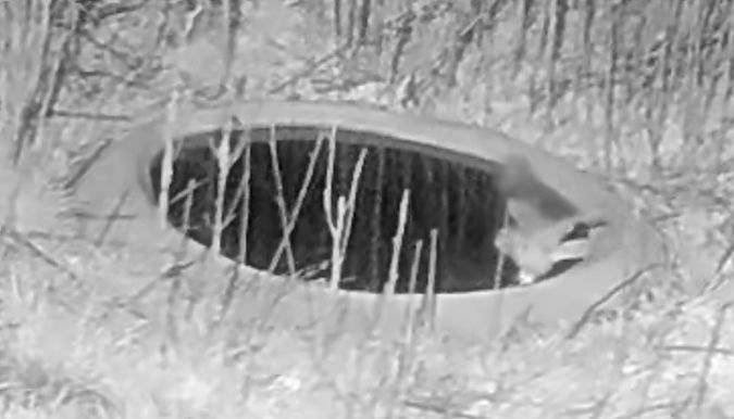 Mussol banyut  - Èric Capdevila Mezcua