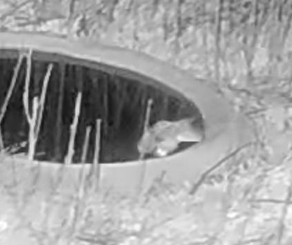 Mussol banyut  - Èric Capdevila Mezcua