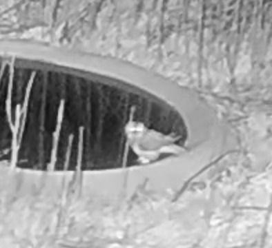 Mussol banyut  - Èric Capdevila Mezcua