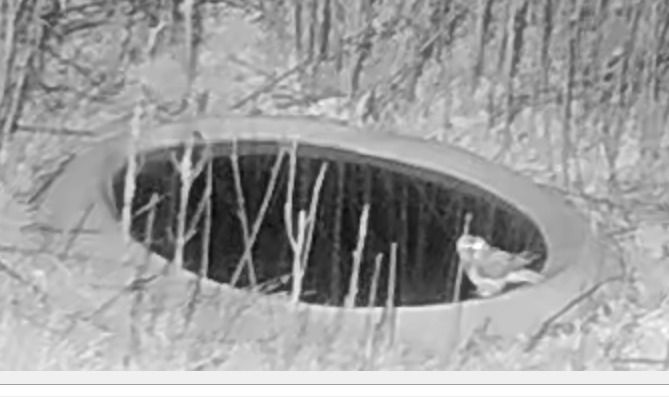 Mussol banyut  - Èric Capdevila Mezcua