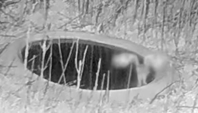 Mussol banyut  - Èric Capdevila Mezcua