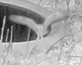 Mussol banyut  - Èric Capdevila Mezcua