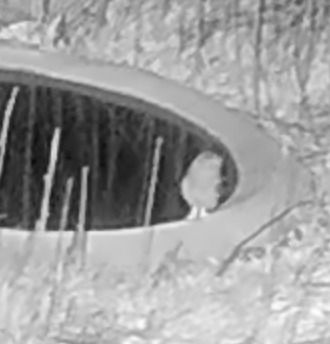 Mussol banyut  - Èric Capdevila Mezcua