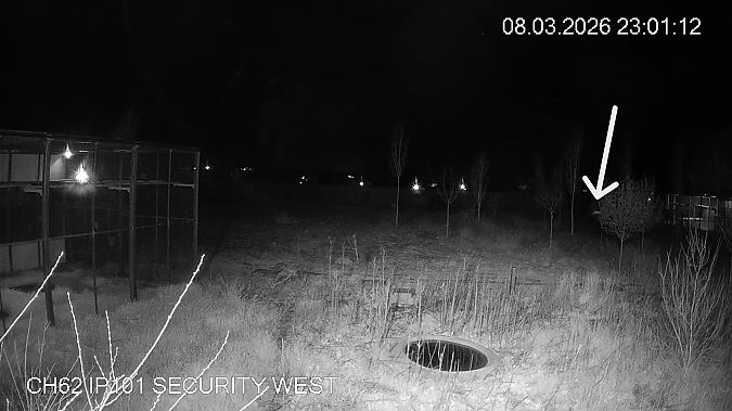 Mussol banyut  - Èric Capdevila Mezcua