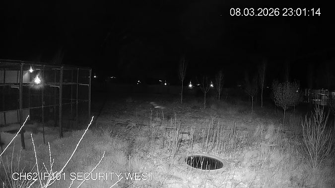 Mussol banyut  - Èric Capdevila Mezcua