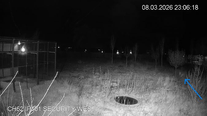 Mussol banyut  - Èric Capdevila Mezcua