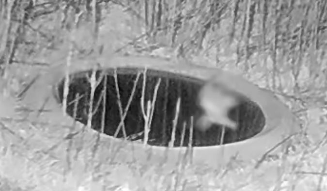 Mussol banyut  - Èric Capdevila Mezcua