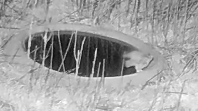 Mussol banyut  - Èric Capdevila Mezcua