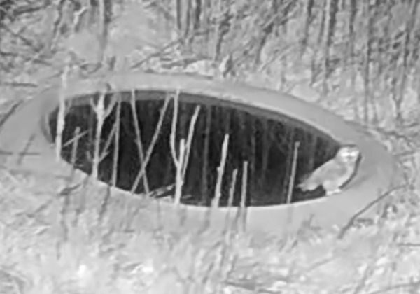 Mussol banyut  - Èric Capdevila Mezcua