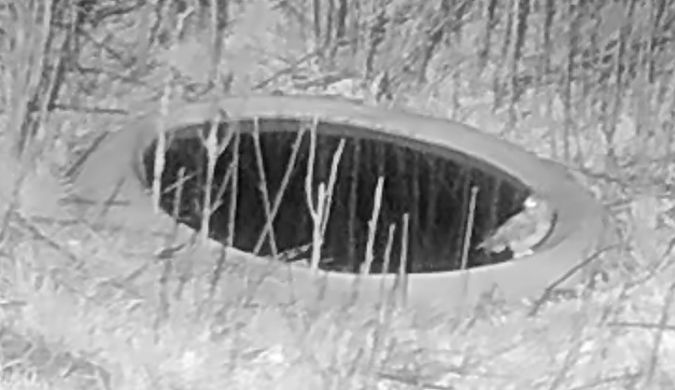 Mussol banyut  - Èric Capdevila Mezcua