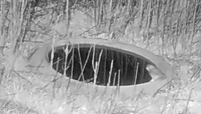 Mussol banyut  - Èric Capdevila Mezcua