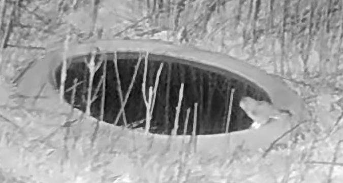 Mussol banyut  - Èric Capdevila Mezcua