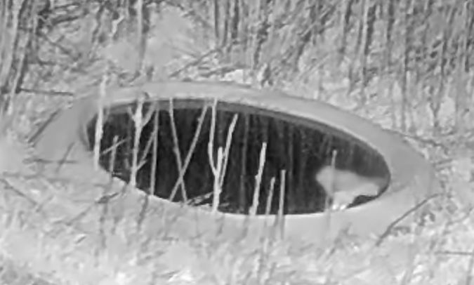 Mussol banyut  - Èric Capdevila Mezcua