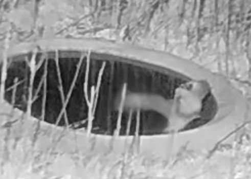 Mussol banyut  - Èric Capdevila Mezcua